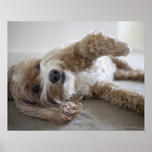 Affiches Les Etats-Unis, New York, New York City, Brooklyn,