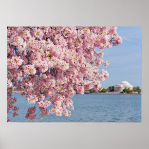 Affiches Les Etats-Unis, Washington DC, cerisier