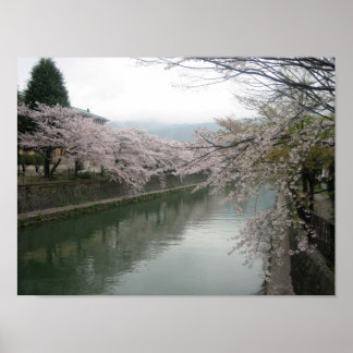 Affiches Les fleurs de cerisiers de Kyoto