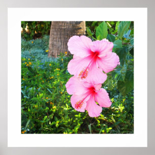Affiches Les fleurs d'Hibiscus roses