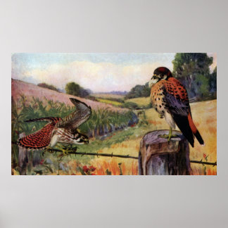 Affiches Les foulards américains sur une clôture à fil barb