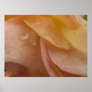 Affiches Les gouttes de pluie sur les pétales Roses Peach F