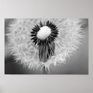 Affiches Les graines de demain