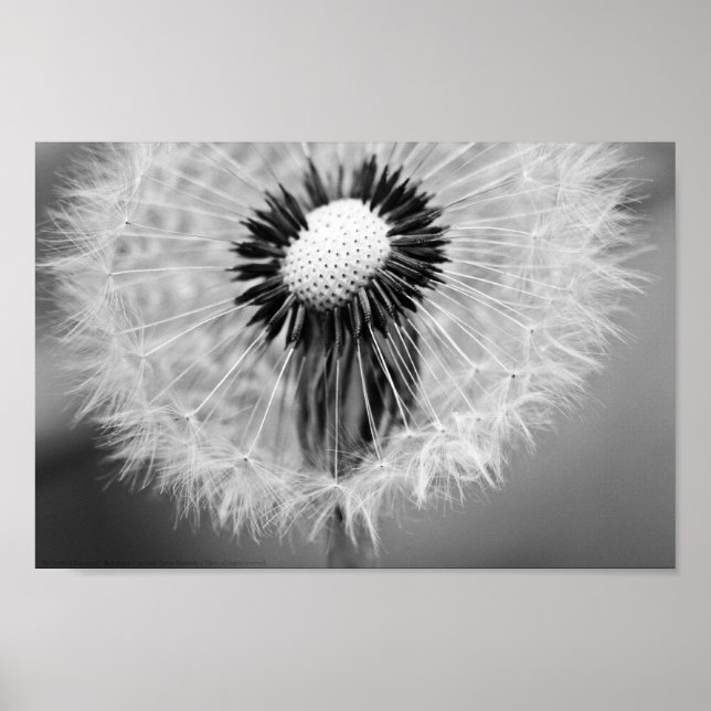 Affiches Les graines de demain (Devant)