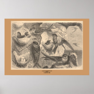 Affiches Les hirondelles de falaise