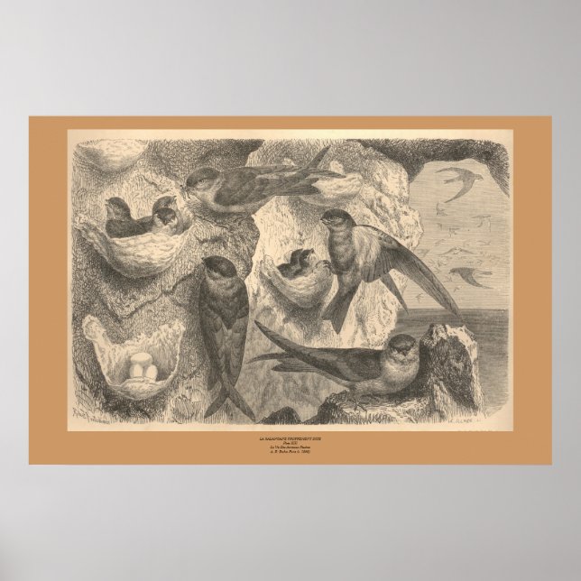 Affiches Les hirondelles de falaise (Devant)