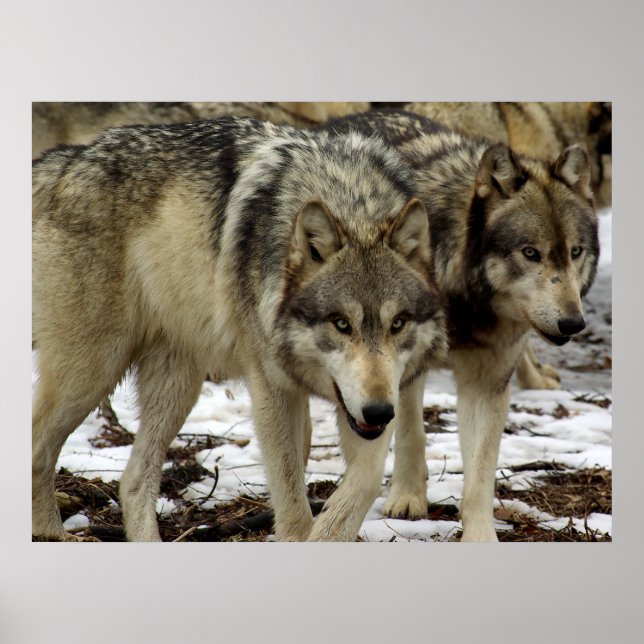 Affiches Les loups à la recherche (Devant)