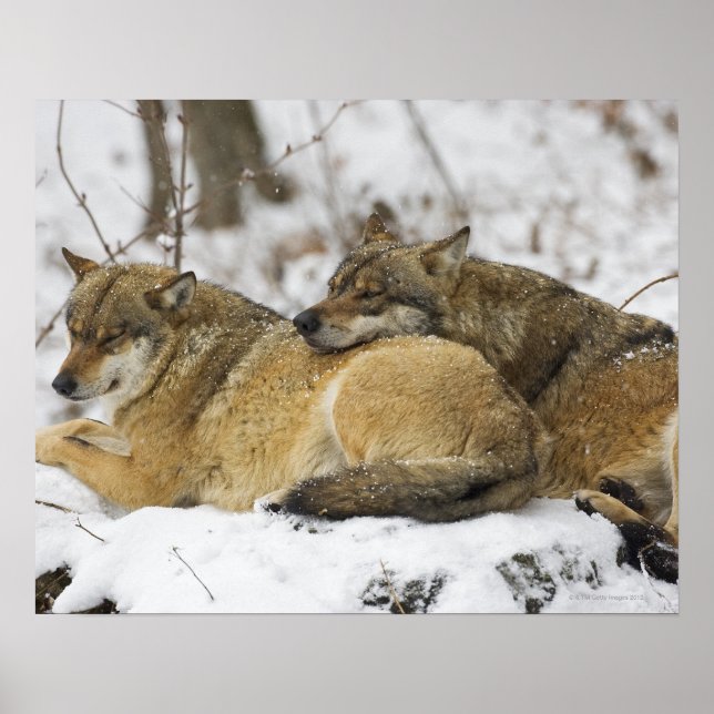 Affiches Les loups dans le bois de Bawarian (Devant)