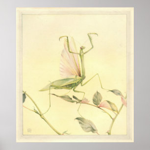 Affiches LES MANTIS DE PRIÈRE - Illustration du livre d'ins