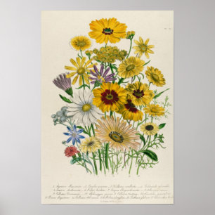 Affiches Les marguerites, plaquent 31 "des dames