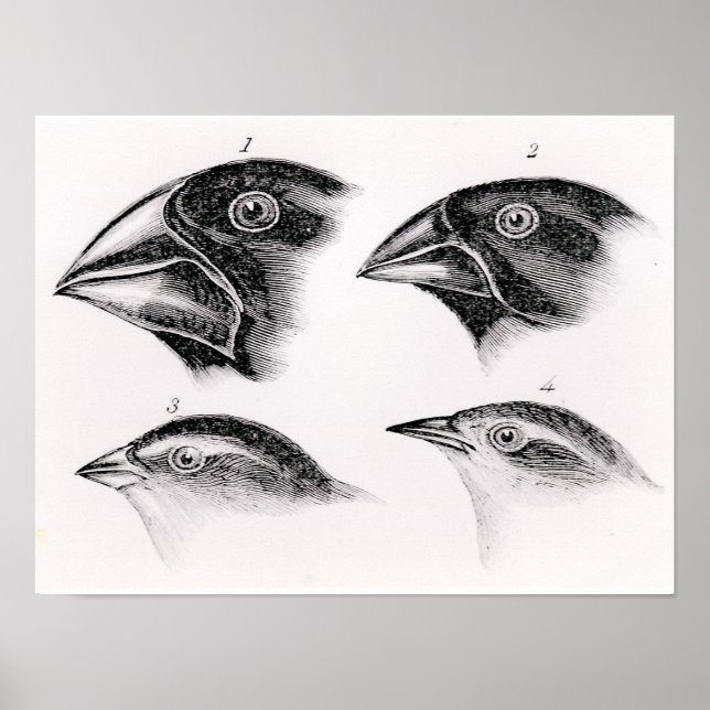 Affiches Les observations d'oiseaux de Darwin (Devant)