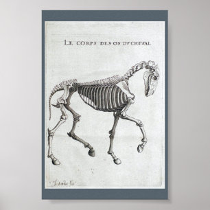 Affiches Les os d'un cheval