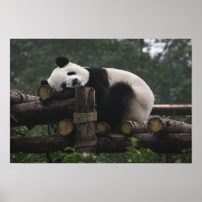 Affiches Les pandas géants à la Protection des pandas géant (Devant)