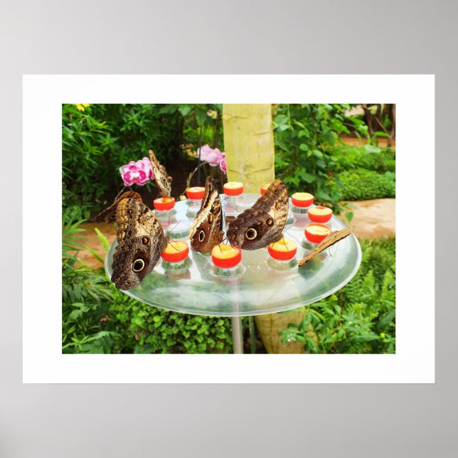 Affiches Les papillons des hibou (Devant)