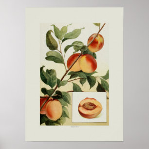Affiches Les pêches