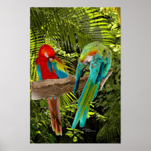 Affiches Les perroquets macaw dans une forêt tropicale