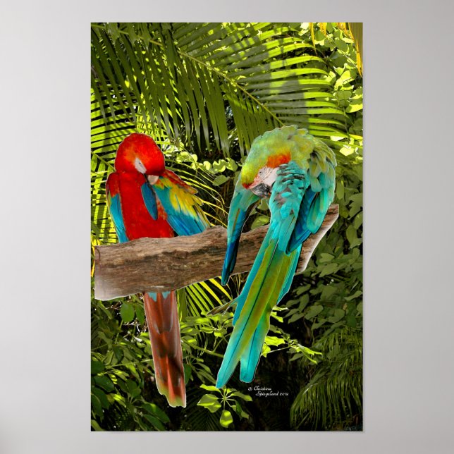 Affiches Les perroquets macaw dans une forêt tropicale (Devant)