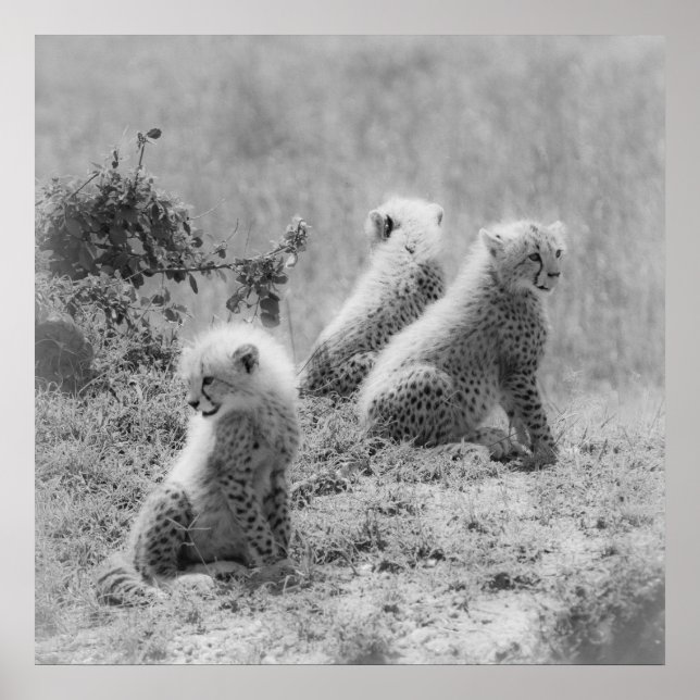 Affiches Les petits de Cheetah (Devant)