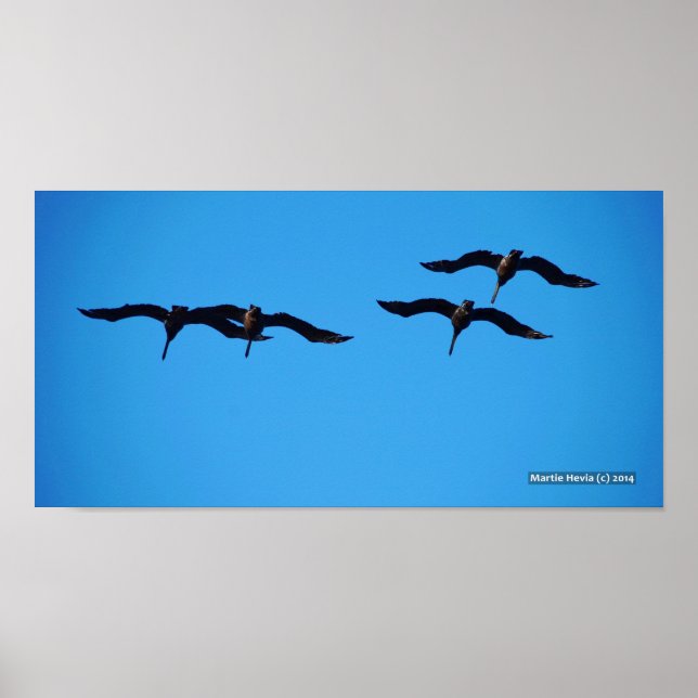 Affiches Les quatre pélicans (Devant)