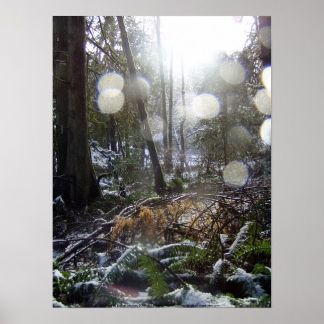 Affiches Les rayons du soleil de la forêt dans la neige #68 (Devant)