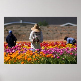 Affiches Les Récupérateurs De Fleurs