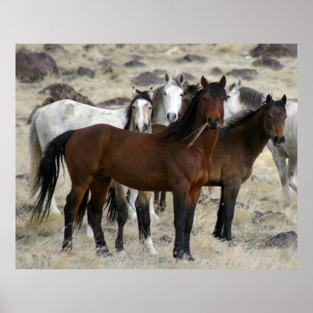 Affiches Les Sauvages (Devant)