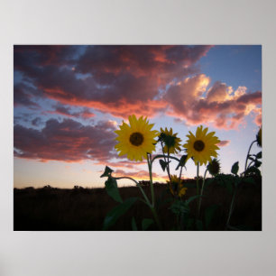 Affiches Les tournesols au coucher du soleil