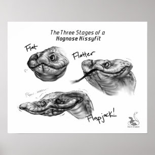 Affiches "Les trois étapes d'un Hognose Hissyfit "
