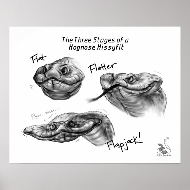 Affiches "Les trois étapes d'une histoire de Hognose" (Devant)