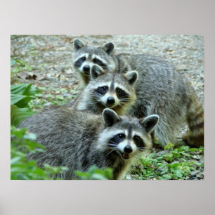 Affiches Les Trois Raccoons