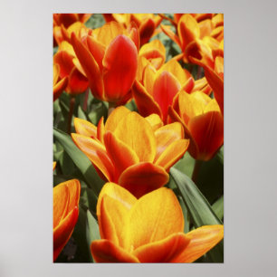 Affiches Les tulipes abondent dans les jardins de Keukenhof
