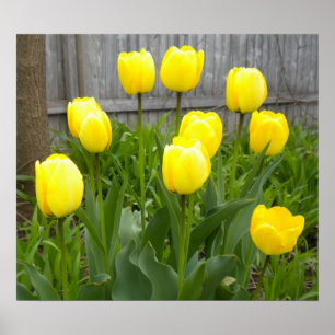 Affiches Les Tulipes Jaunes