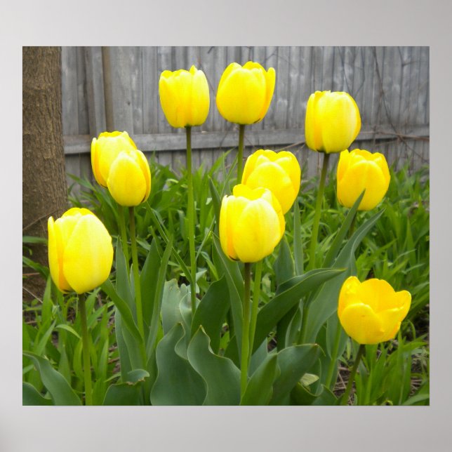 Affiches Les Tulipes Jaunes (Devant)