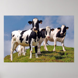 Affiches Les vaches sont cool