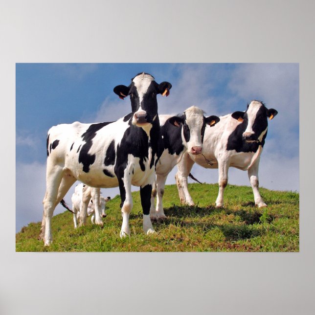 Affiches Les vaches sont cool (Devant)