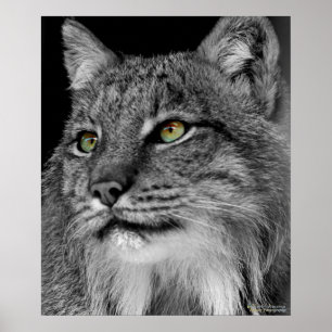 Affiches Les yeux de Lynx sauvage