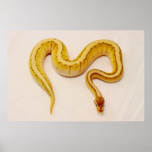 Affiches LETTRE "S" Yellow Ball Python