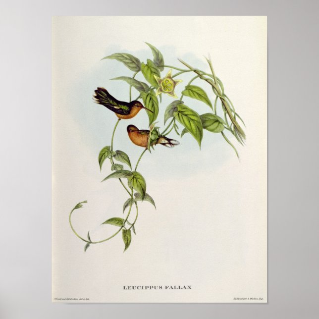 Affiches Leucippus Fallax (Devant)