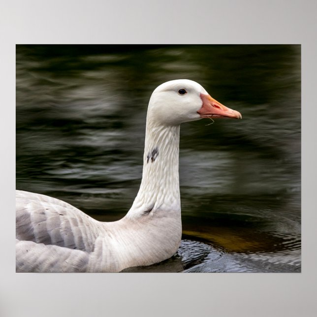 Affiches Leucistic Canadian Goose (Devant)