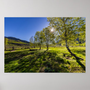 Affiches Lever du soleil sur un pâturage rempli de moutons