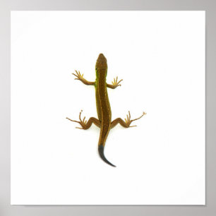 Affiches lézard