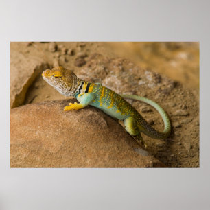 Affiches Lézard à collerette