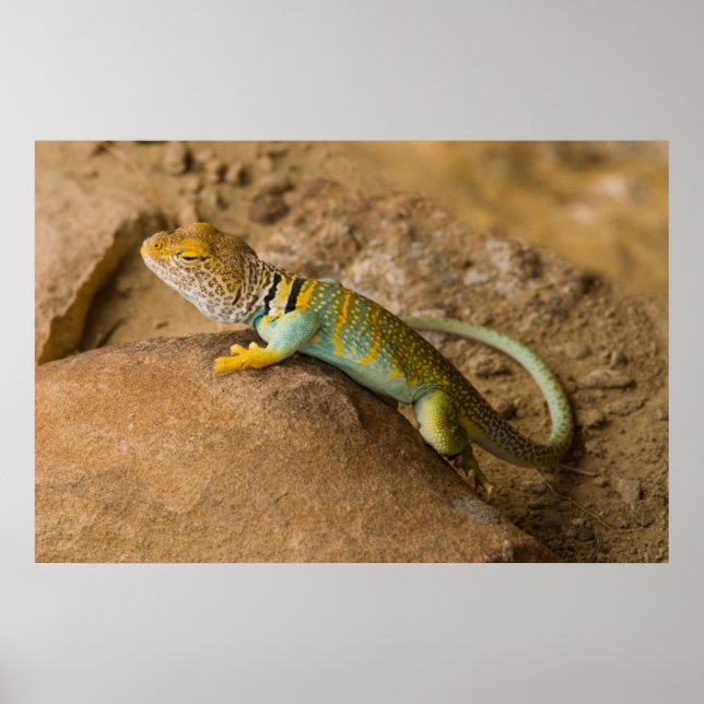 Affiches Lézard à collerette (Devant)