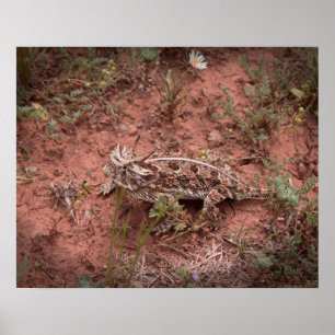 Affiches Lézard à cornes