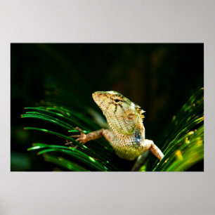 Affiches Lézard commun
