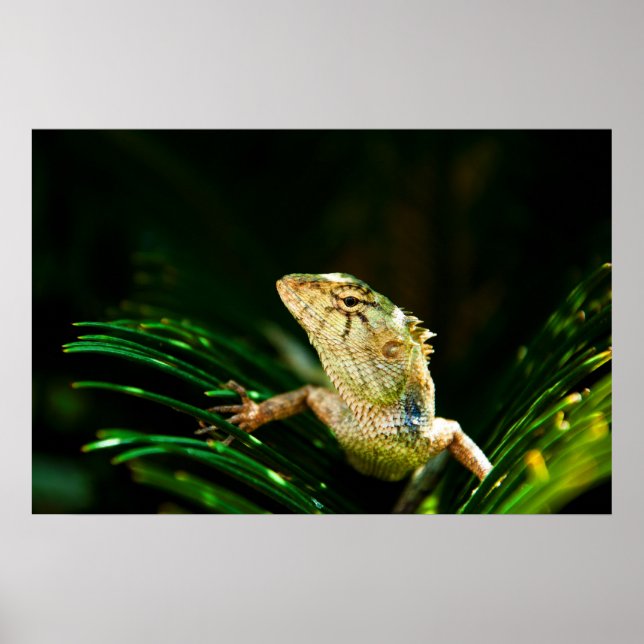 Affiches Lézard commun (Devant)
