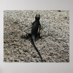 Affiches Lézard noir