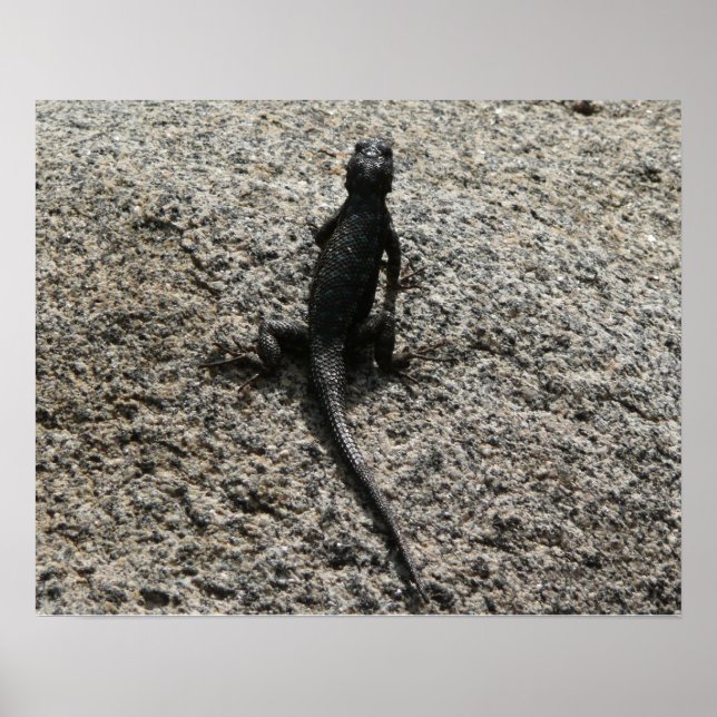Affiches Lézard noir (Devant)