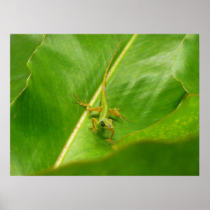 Affiches Lézard vert sur feuille verte