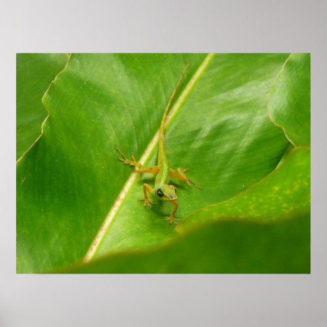 Affiches Lézard vert sur feuille verte (Devant)